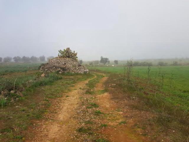 #23972 Terreno agricolo di 10.734 mq in vendita - foto 6