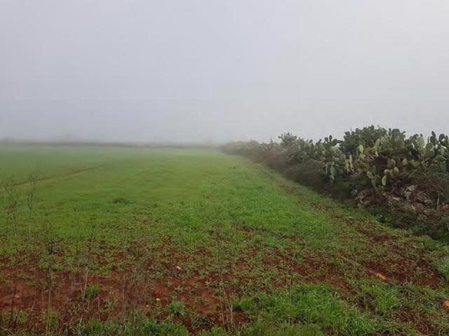 #23972 Terreno agricolo di 10.734 mq in vendita - foto 5