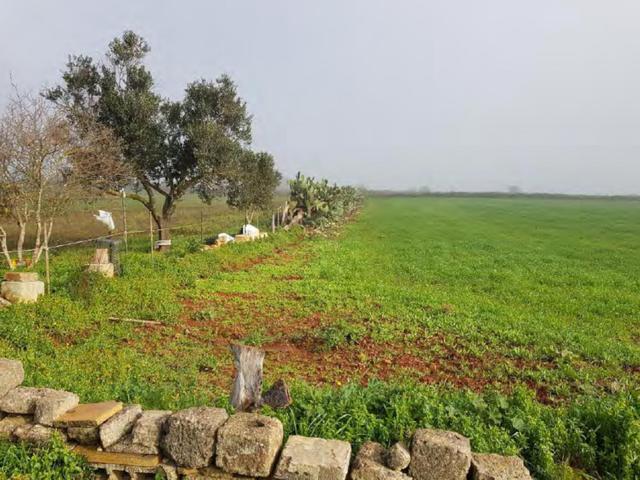 #23972 Terreno agricolo di 10.734 mq in vendita - foto 4
