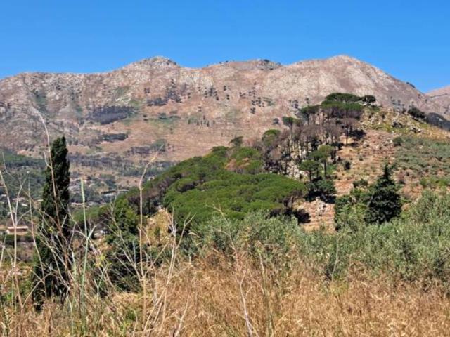 #2536475 Terreno agricolo di 62.845 mq in vendita - foto 5