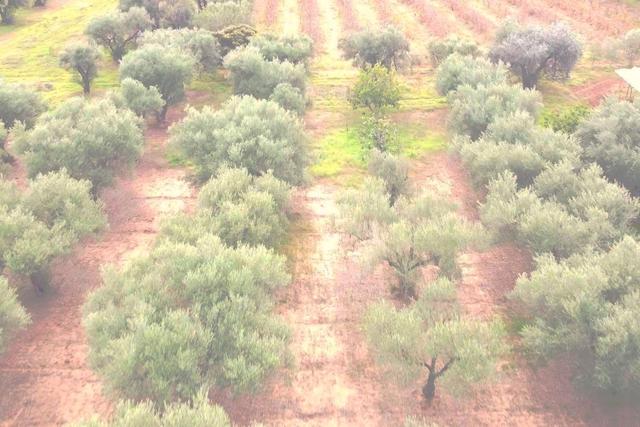 #25778 Enfiteusi su appezzamento agricolo in vendita - foto 5