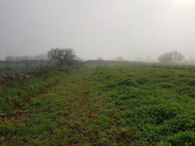Agricoli in vendita