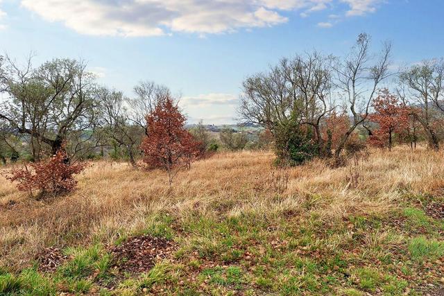 #22555 Terreni edificabili e non di complessivi 25.990 mq in vendita - foto 2