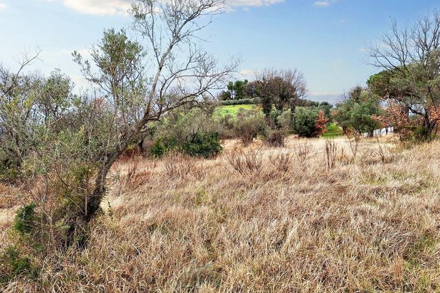 #22555 Terreni edificabili e non di complessivi 25.990 mq in vendita - foto 15