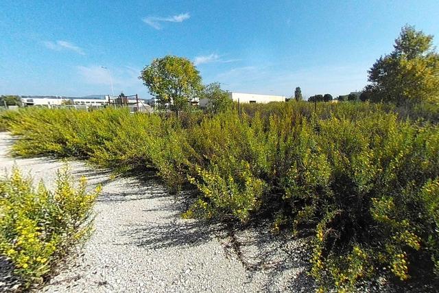 #24564 Appezzamento edificabile in zona produttiva in vendita - foto 3