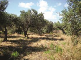 Agricoli in vendita