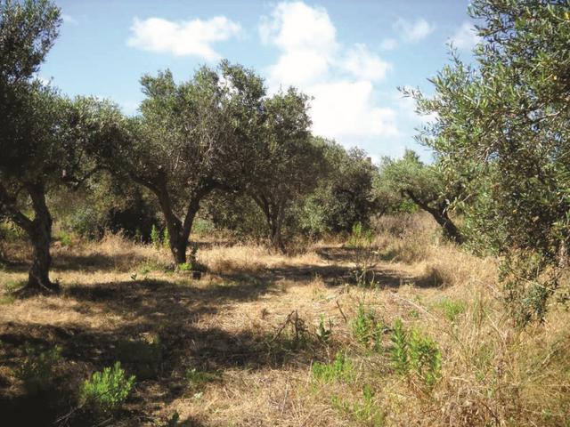 Agricoli in vendita