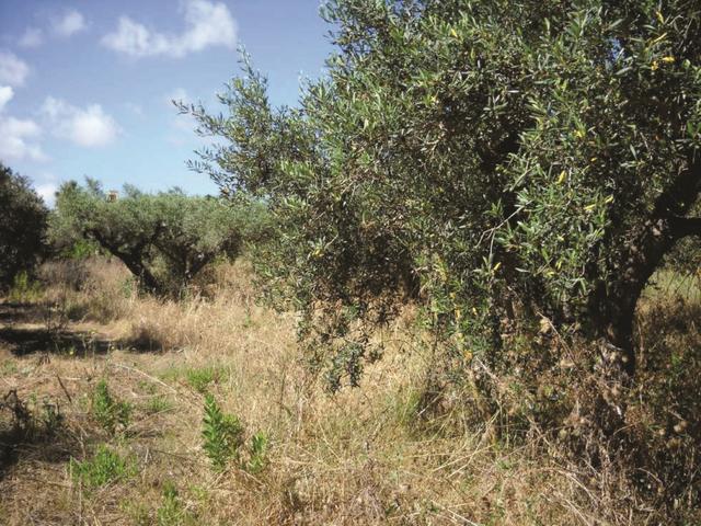 Agricoli in vendita