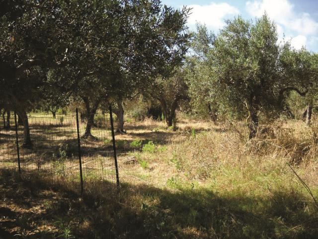 Agricoli in vendita