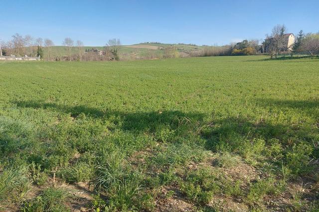 #20165 Terreno collinare residenziale di 12150 mq in vendita - foto 10