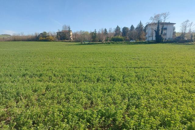 #20165 Terreno collinare residenziale di 12150 mq in vendita - foto 8