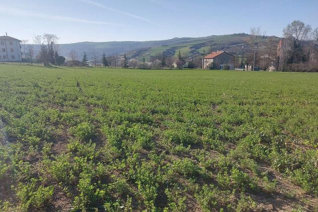 #20165 Terreno collinare residenziale di 12150 mq in vendita - foto 12