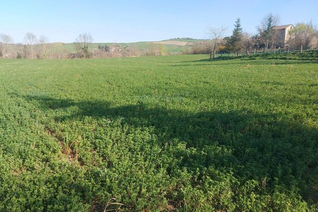#20165 Terreno collinare residenziale di 12150 mq in vendita - foto 7