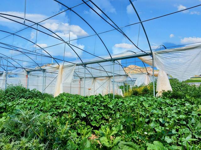 Agricoli in vendita