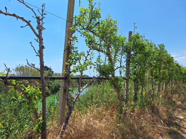 Agricoli in vendita