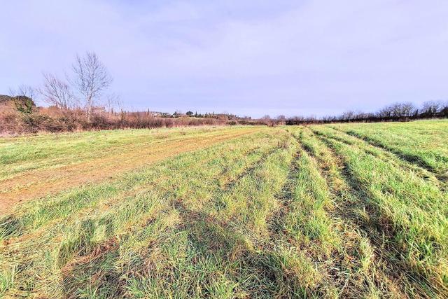 #25516 Terreno agricolo collinare in vendita - foto 5